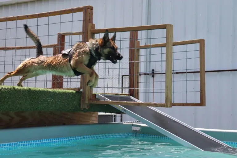 Dog at a community training event