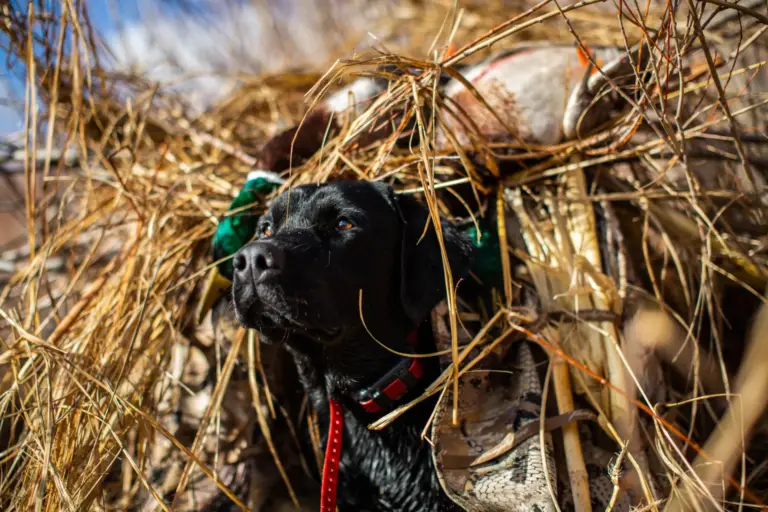 Duck dog in the field